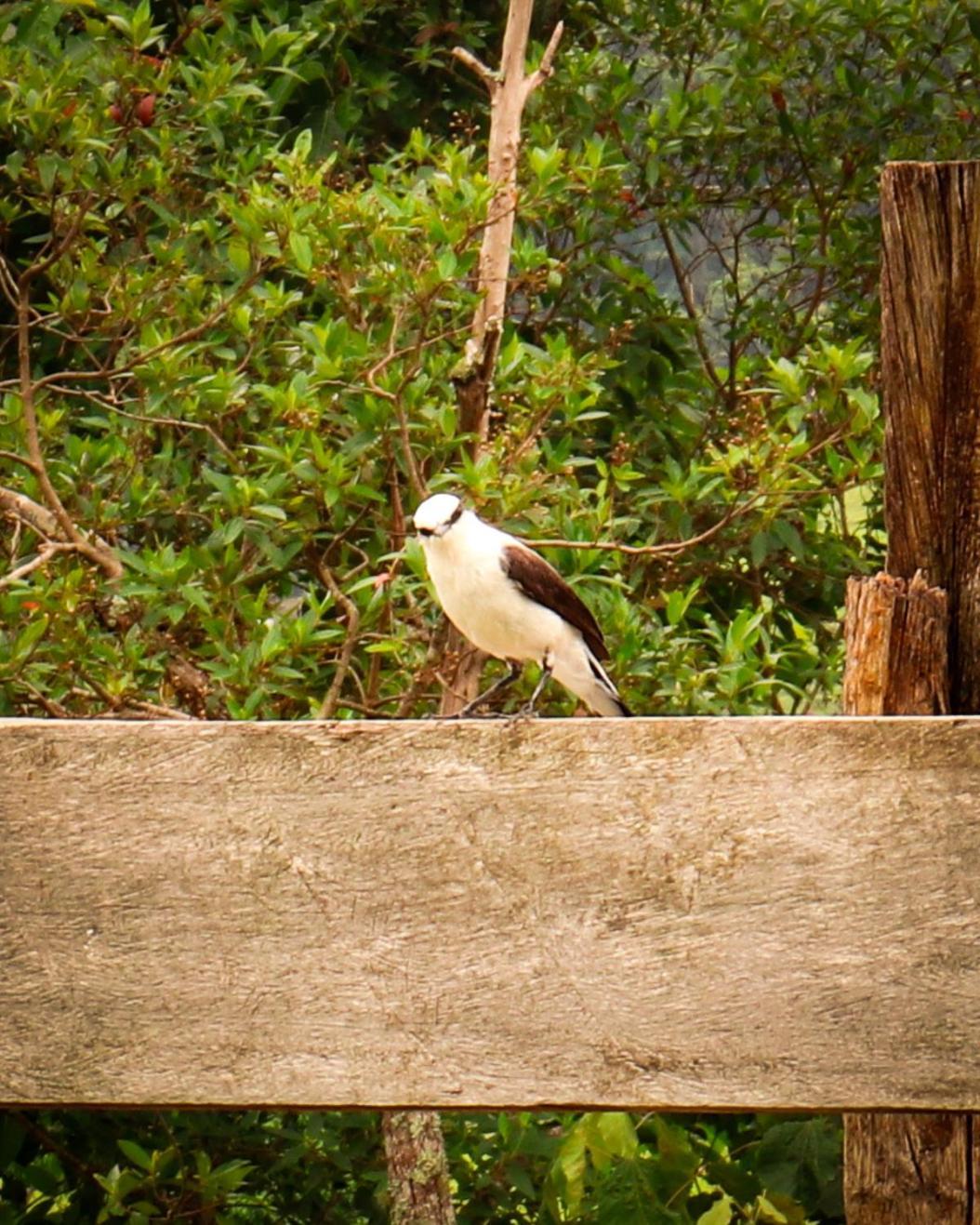 Pousada Velho Chico Vargem Bonita Luaran gambar